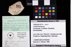 Foto (Objket + Etiketten) von Culmenformosa sp. 